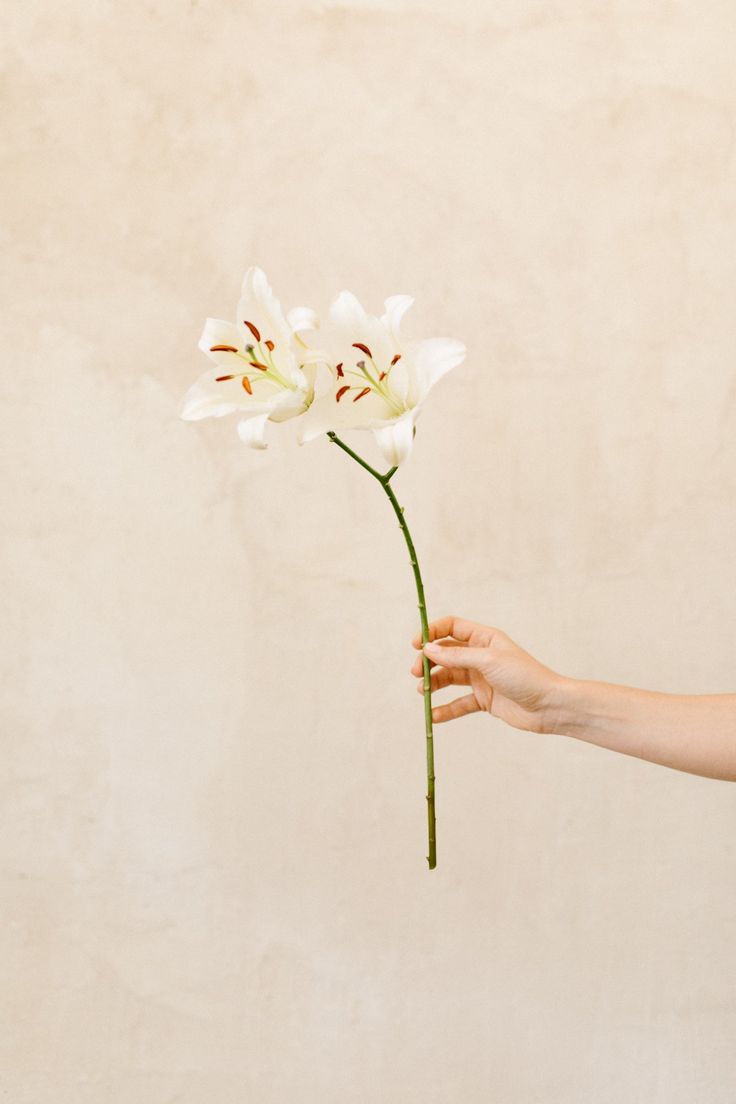 «Un lirio» de Rita Cetina Gutierrez